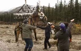Spectaculaire redding van een paard met een helikopter